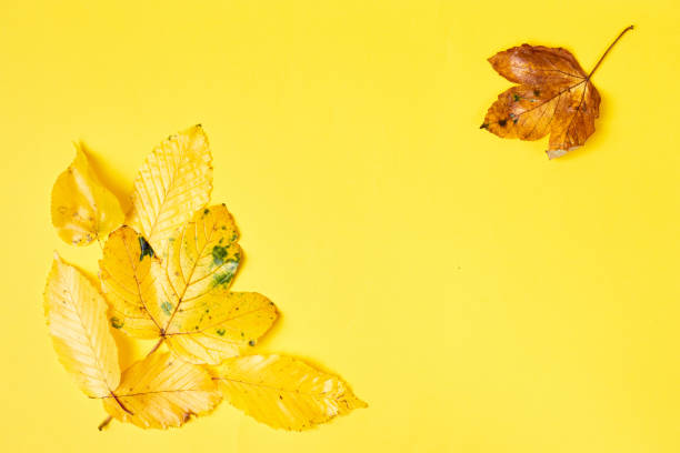 istock Fall flat lay composition with realistic leaves on yellow background. Hello october concept. Autumn background. Copy space 1338833759