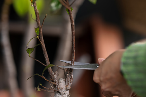 Woman using scissors to trim a plant.