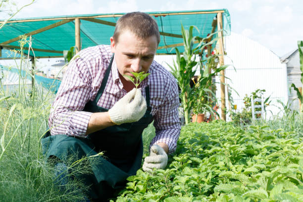 istock Farmer examining  plants of melissa 1338836648