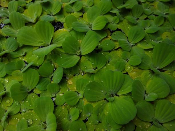istock Water lettuce (Pistia stratiotes) aquatic plant 1338836934