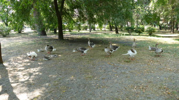 istock water birds walk in the city park 1338837523