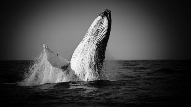 Whale Black and white humpback whale photos stock pictures, royalty-free photos & images