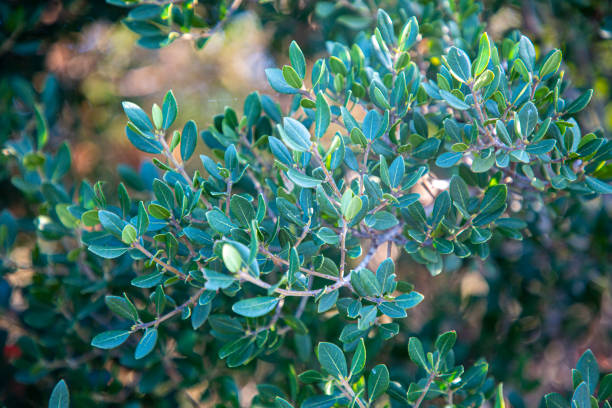istock Close Up Of Plant 1338839403