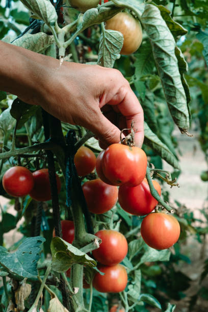 istock is about to collect some ripe tomatoes 1338839863