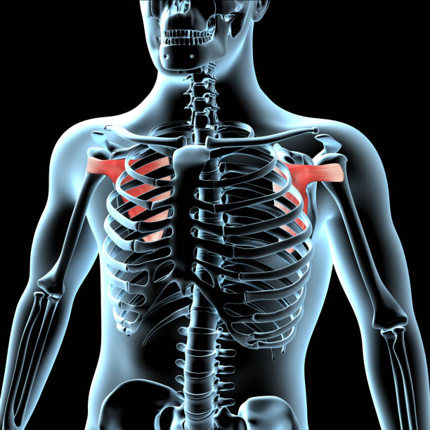 3d Illustration of the Subscapularis Muscles Anatomical Position on Xray Body stock photo