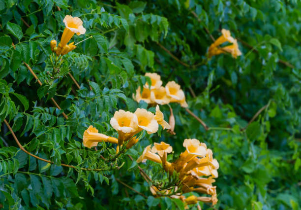 Beautiful golden yellow trumpet vine Campsis radicans Flava in blossom on green leaves background. Beautiful flowers in Public city park Krasnodar or Galitsky Park. Beautiful golden yellow trumpet vine Campsis radicans Flava in blossom on green leaves background. Beautiful flowers in Public city park Krasnodar or Galitsky Park. bignonia stock pictures, royalty-free photos & images