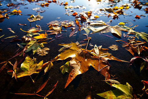 Autumn scene with leaves lying on the wet ground.
