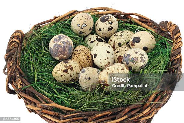Quail Eggs Stock Photo - Download Image Now - Animal Egg, Animal Nest, Basket
