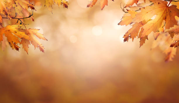 istock An autumnal fall background of blurred foliage. 1338844084