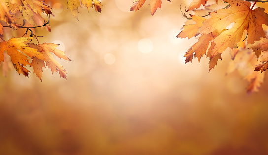 An autumn nature, fall background of blurred foliage and tree leaves at sunset in an autumn landscape that could be used for Thanksgiving.