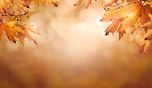 An autumnal fall background of blurred foliage.