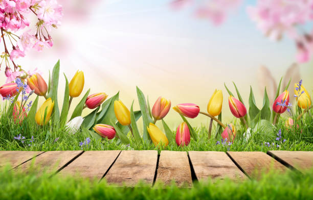 istock A wooden table top product display with pink cherry blossom background. 1338844241