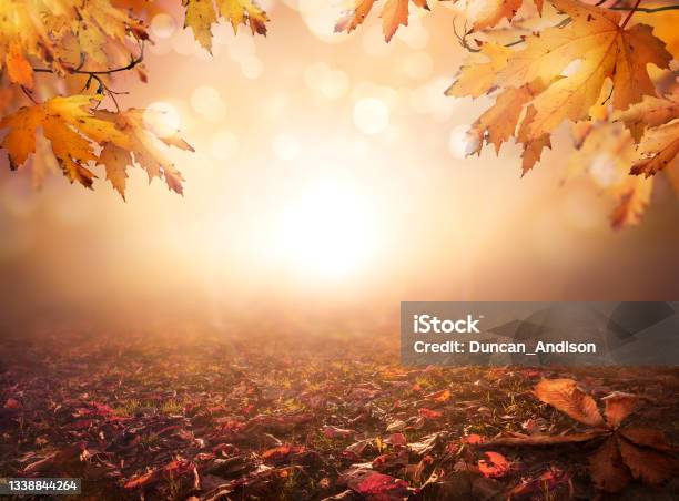 An Autumnal Fall Background Of Blurred Foliage And Tree Leaves Stock Photo - Download Image Now