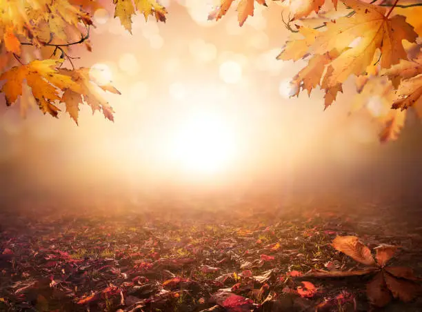 Photo of An autumnal fall background of blurred foliage and tree leaves.