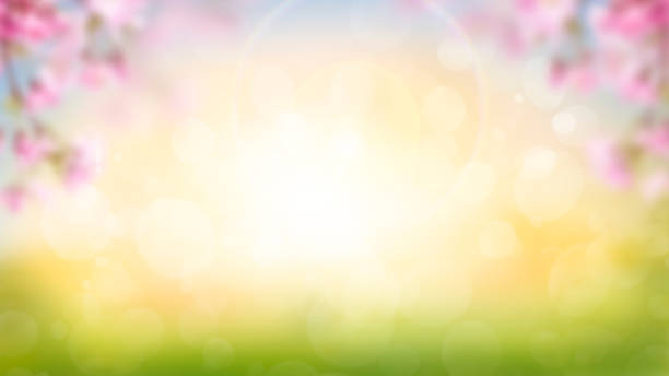 istock A blurred background of pink cherry tree blossom flowers 1338844289
