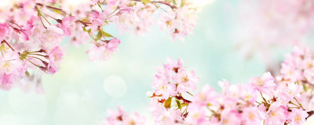 istock Pink cherry tree blossom flowers blooming in springtime 1338844328
