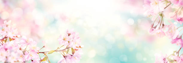 istock Pink cherry tree blossom flowers blooming in springtime 1338844429