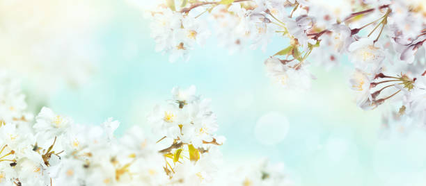 istock White cherry tree blossom flowers blooming in springtime against a natural sunny blurred garden banner background of pale blue and white bokeh. 1338844689