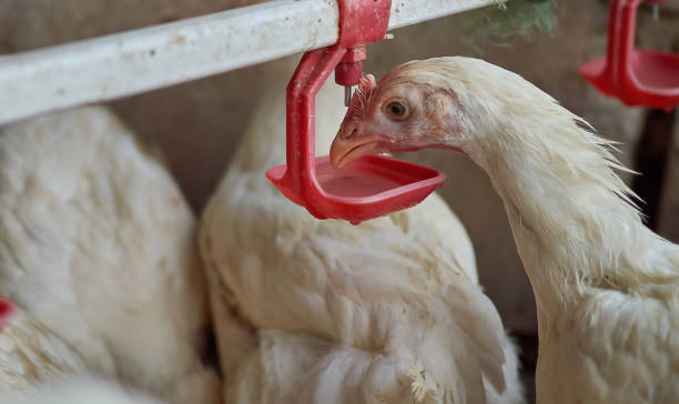 istock Free range village backyard broiler Chicken drinking water by nipple drinker 1338844690