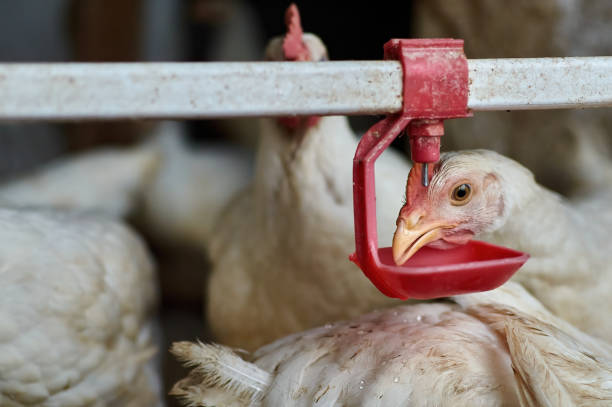 istock Free range pastured backyard broiler Chickens drinking water by nipple drinker 1338844772