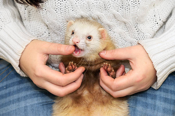 istock Ferret bites the mistress 133884505