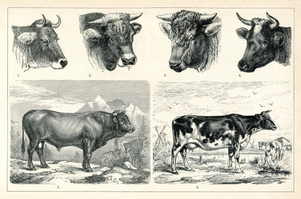 Different breed of cow cattle illustration 1898
1 -2 Allgäu cow 2 - 3 Dutch cow 5 Bull Schwyzer Cow - Braunvieh ( German, 