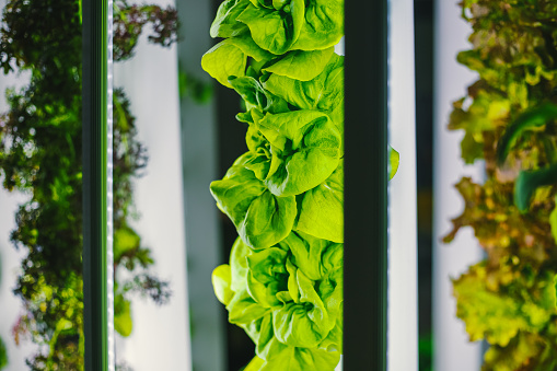 High technology vertical farms. Agricultural greenhouse. Juicy bio plants and vegetables using soilless cultivation. LED lighting used to grow greenery inside warehouse. Close-up environmental concept.