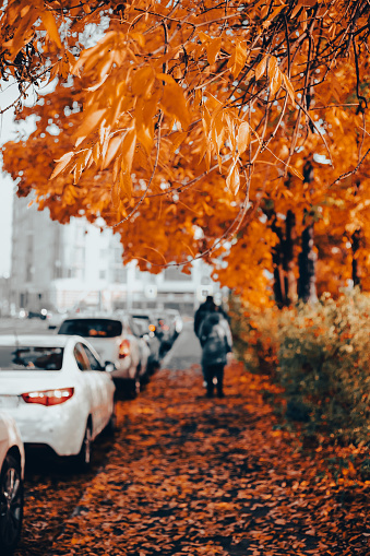 Blurred urban landscape in fall season. Vivid leaves in foreground and silhouettes of people on horizon. Selective focus.