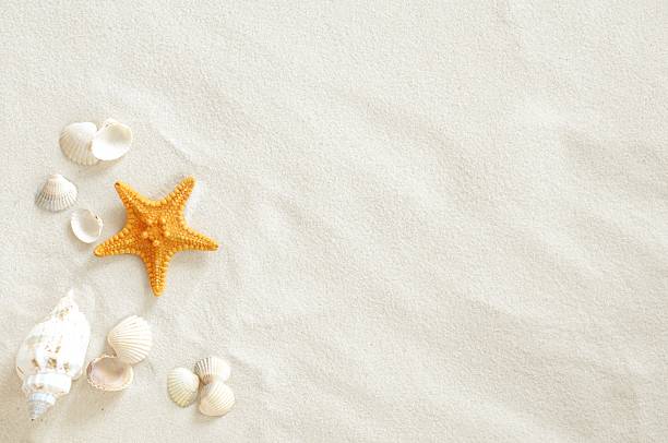 Beach Beach with a lot of seashells and starfish seashell stock pictures, royalty-free photos & images