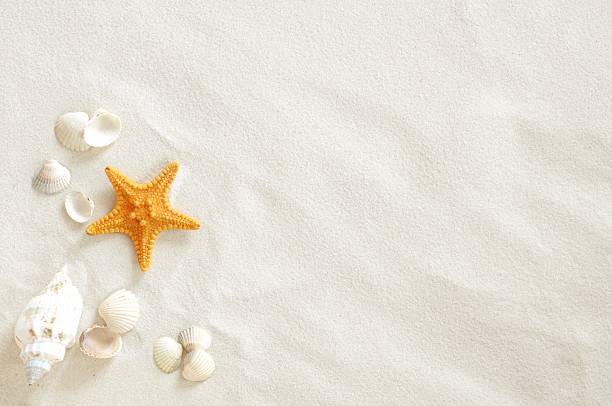 Beach Beach with a lot of seashells and starfish sea shell stock pictures, royalty-free photos & images