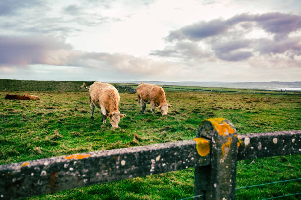 Farm cattle on pasture Farm cattle on pasture. Herd of irish cows grazing and resting in green meadow. Rural countryside landscape, field and hills of County Clare in Ireland. doolin photos stock pictures, royalty-free photos & images