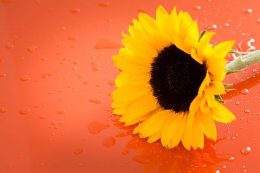 Sunflower with water drops on an orange background.