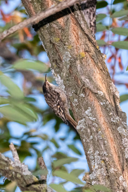 Short-toed treecreeper perched on a tree branch Creepers are small passerines very adapted to an arboreal life and more precisely corticole. They move a bit like woodpeckers on trunks and branches, from bottom to top, using their tails as a stabilizer. certhiidae stock pictures, royalty-free photos & images
