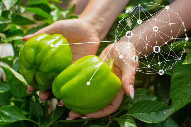 istock Innovation smart agriculture farm system. Use artificial intelligence by agronomist and farmer 1338847271