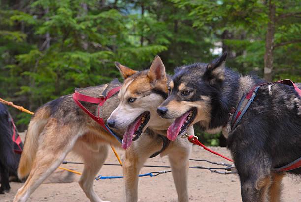 Two sled dogs panting in the summer heat in Skagway Alaska.