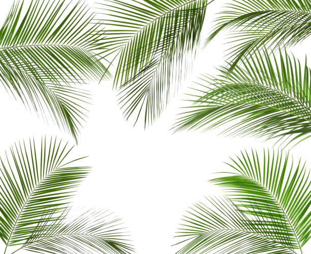 istock Set of tropical leaves on white background 1338849497