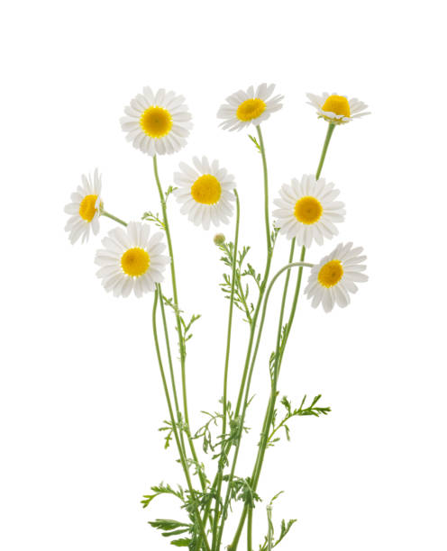 istock Chamomiles daisy flower isolated on white background without shadow with clipping path 1338849582