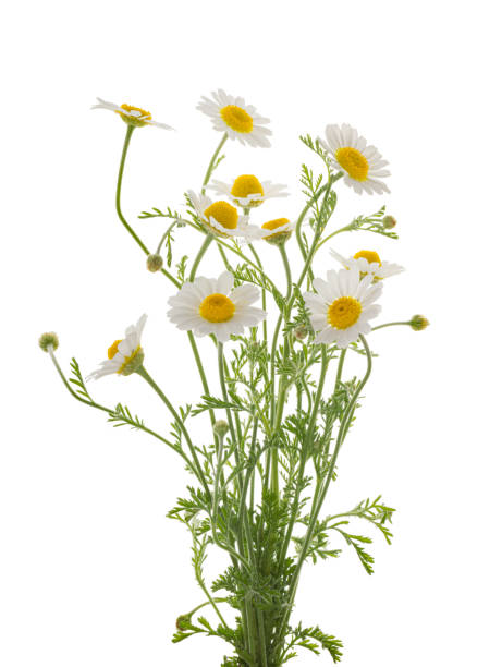 istock Chamomiles daisy flower isolated on white background without shadow with clipping path 1338849810
