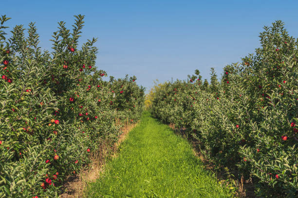 path between rows of apple trees at orchard path between rows of apple trees at orchard, red ripe apples on trees against blue sky apple orchard photos stock pictures, royalty-free photos & images