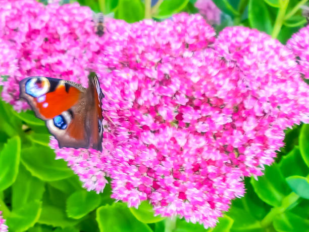 istock A butterfly sits on a fat hen 1338852216