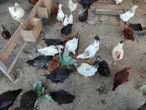 Chickens on farm peck fresh vegetables