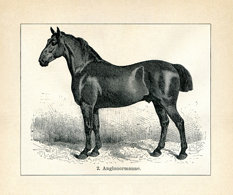 The Anglo-Norman horse is a warmblood horse breed developed in Lower Normandy in northern France. illustration 1898
diversity; breed; Original edition from my own archives
Source : Brockhaus 1898