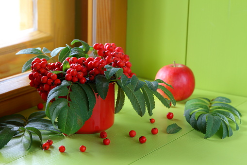 A branch with rowan berries in an iron red mug by the wooden window in front of fresh apple.
