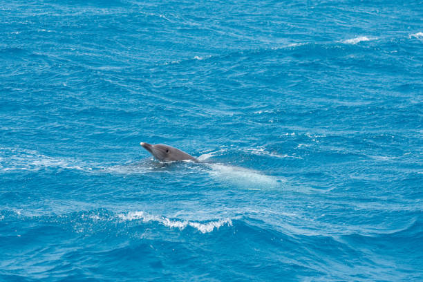 istock A group of bottlenose dolphins (Tursiops truncatus) swimming in the Hurghada Red sea, Egypt 1338855708