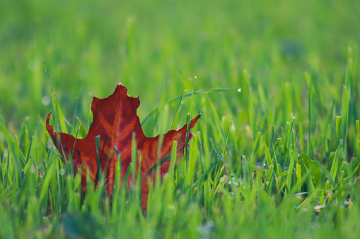 It is a beautiful red leaf on very green grass in autumn with water droplets deposited on the ground
