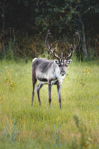 Reindeer chilling in the grass after a rainshower in northern Lapland, Finland