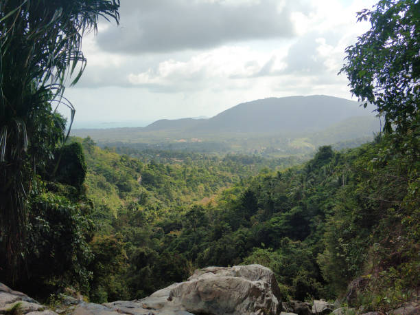 istock Jungle valley landscape view from the cliff 1338857040