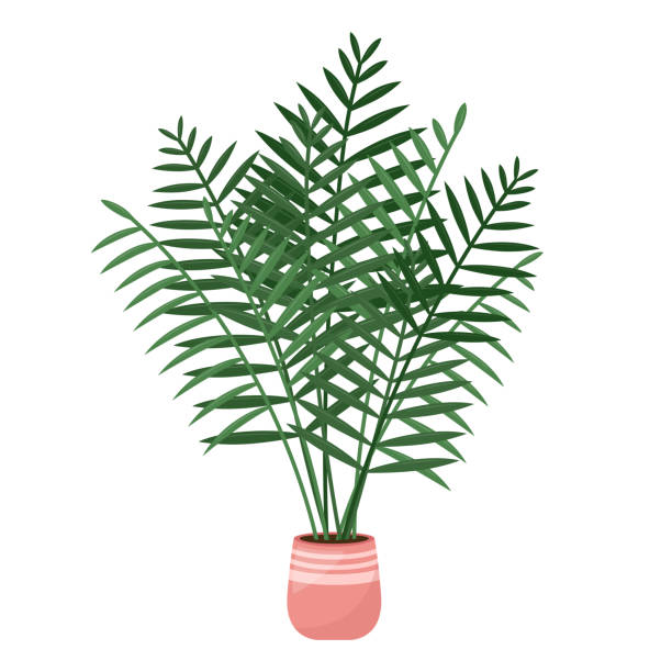 illustrazioni stock, clip art, cartoni animati e icone di tendenza di pianta domestica areca palma, pianta d'appartamento tropicale, illustrazione vettoriale - arema