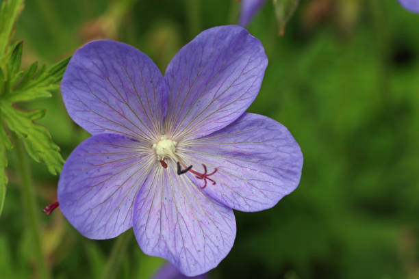 istock Violet cranesbill flower in close up 1338859061