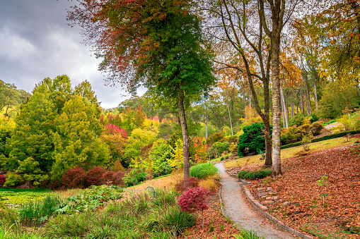 Colourful and peaceful autumn scene in the park with a pathway between trees